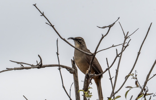 iNaturalist observation photo of California Thrasher