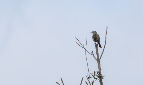 iNaturalist observation photo of Northern Mockingbird