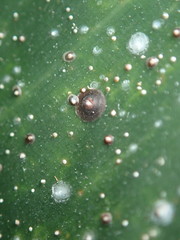 Chrysomphalus aonidum