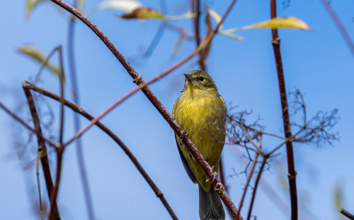 iNaturalist observation photo of Orange-crowned Warbler