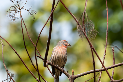iNaturalist observation photo of House Finch
