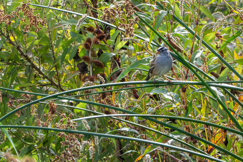 iNaturalist observation photo of White-crowned Sparrow