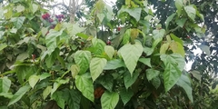 Bixaceae