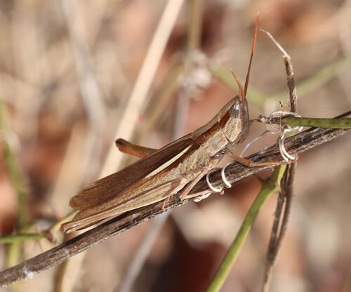 Two-striped Mermiria photo 5