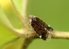 Cixius cunicularius