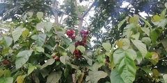 Bixaceae