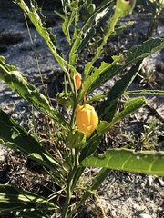 Physalis angustifolia