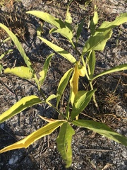 Physalis angustifolia