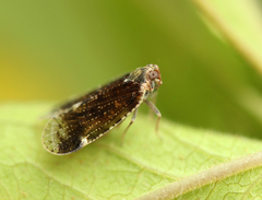 Cixius cunicularius