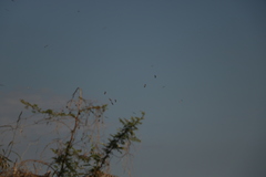 Pelecanus philippensis