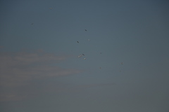 Pelecanus philippensis