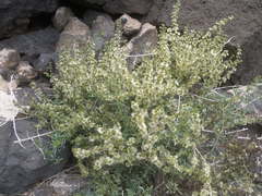 Salsola divaricata