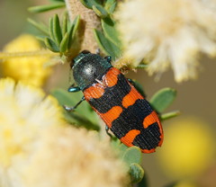 Castiarina crenata
