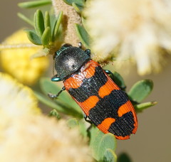 Castiarina crenata