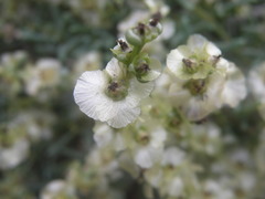 Salsola divaricata