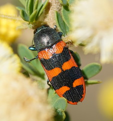 Castiarina crenata