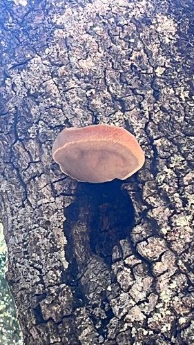 iNaturalist observation photo of Mushrooms, Bracket Fungi, Puffballs, and Allies