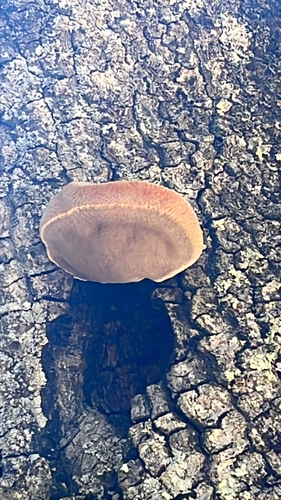 iNaturalist observation photo of Mushrooms, Bracket Fungi, Puffballs, and Allies