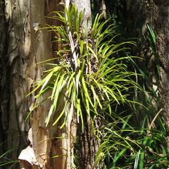 Pyrrosia longifolia