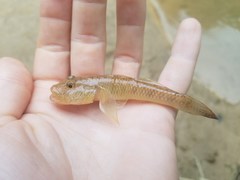 Rhinogobius similis