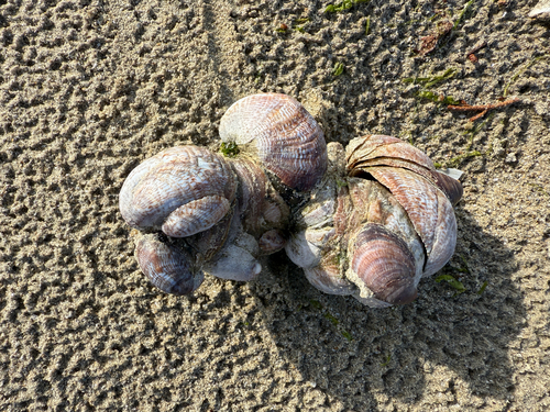 Crepidula fornicata
