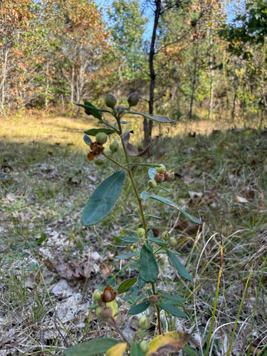 Hoary frostweed (Crocanthemum bicknellii)