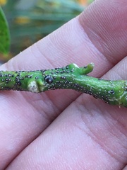 Chrysomphalus aonidum