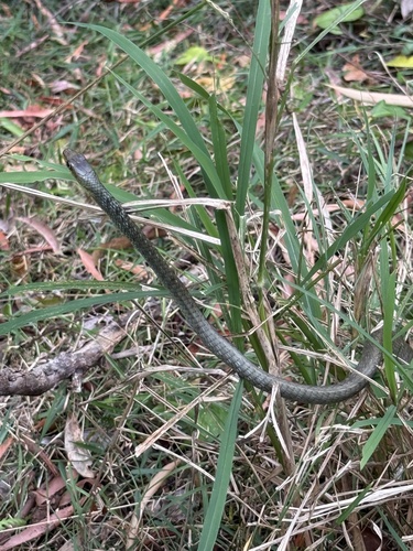 Common Tree Snake sighting