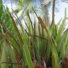 Pyrrosia longifolia