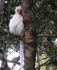 Propithecus candidus