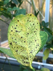 Chrysomphalus aonidum