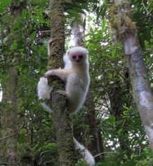 Propithecus candidus