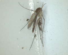 Nematocera