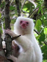 Propithecus candidus