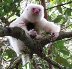 Propithecus candidus