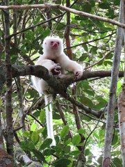Propithecus candidus