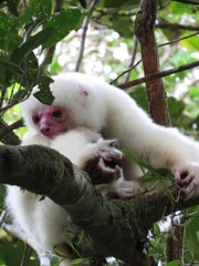 Propithecus candidus