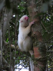Propithecus candidus