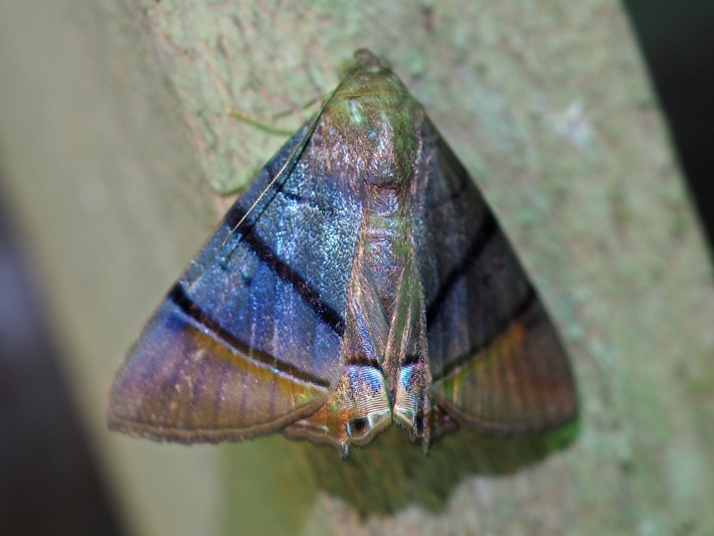 Eulepidotis superior