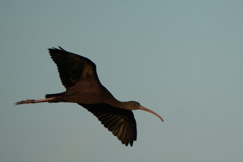 Avistamiento Morito común (Marismas Odiel)