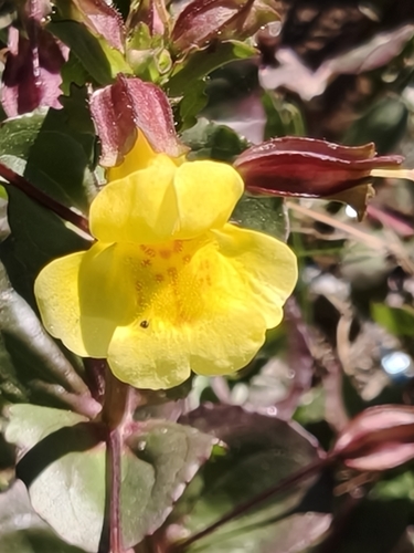 Erythranthe glabrata (Erythranthe glabrata)