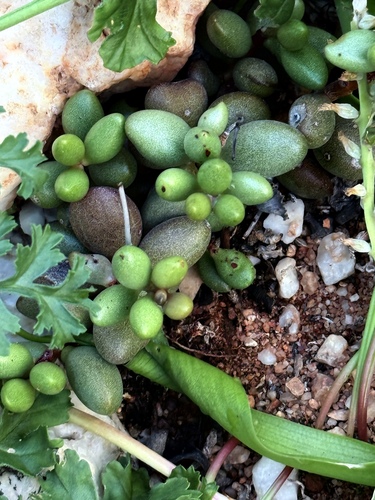 Curio rowleyanus f. variegatus 3