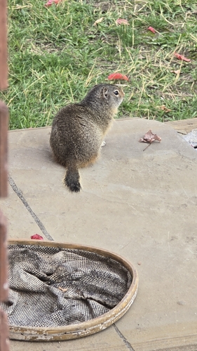 Uinta Ground Squirrel observed by hwesta