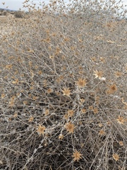 Brickellia incana