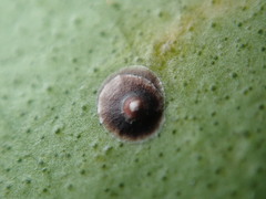 Chrysomphalus aonidum