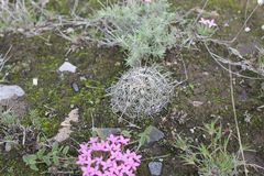 Coryphantha delicata