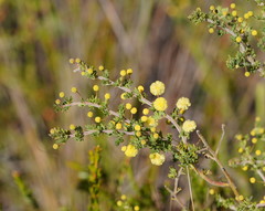 Acacia mitchellii