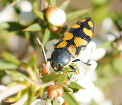 Castiarina adelaidae