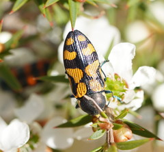 Castiarina adelaidae