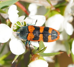 Castiarina crenata